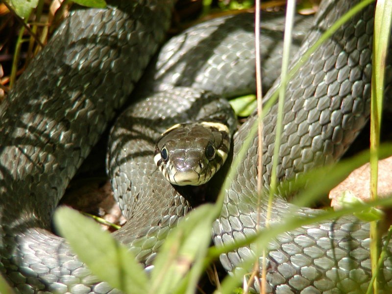 Кустарниковая гадюка (Atheris