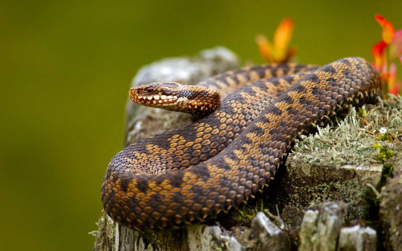 Daboia russelii