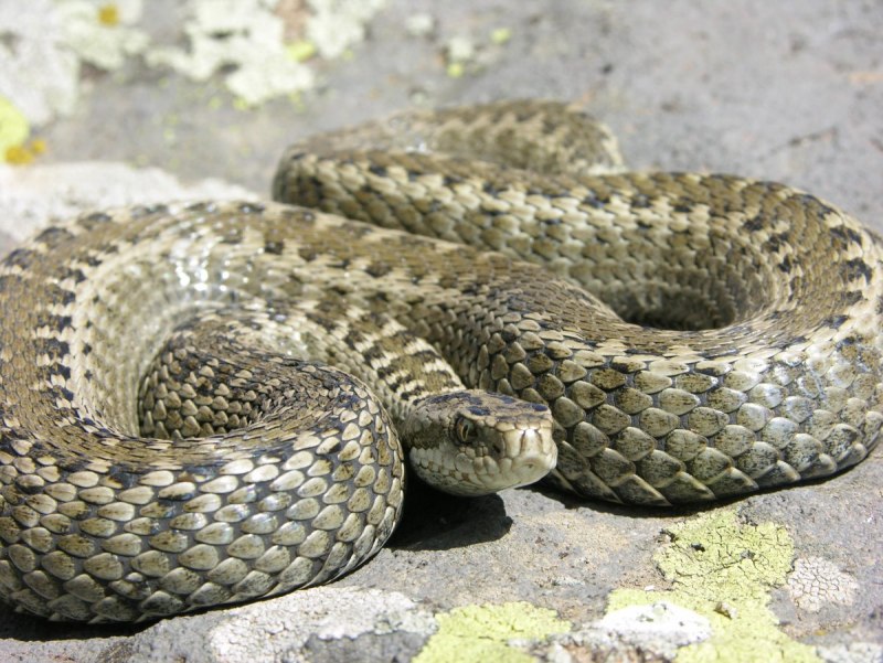 Atheris Desaixi