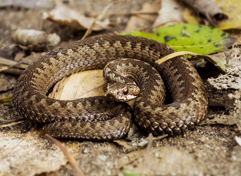 Кустарниковая гадюка (Atheris