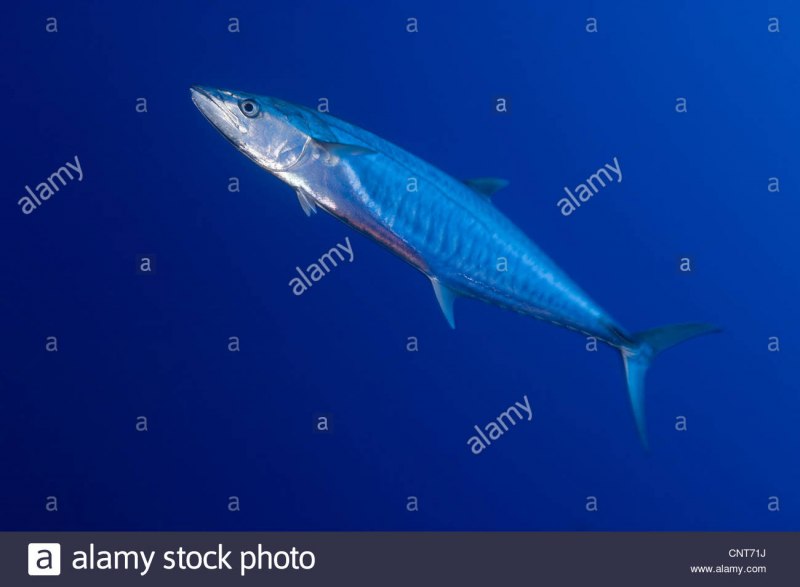 Scomberomorus munroi