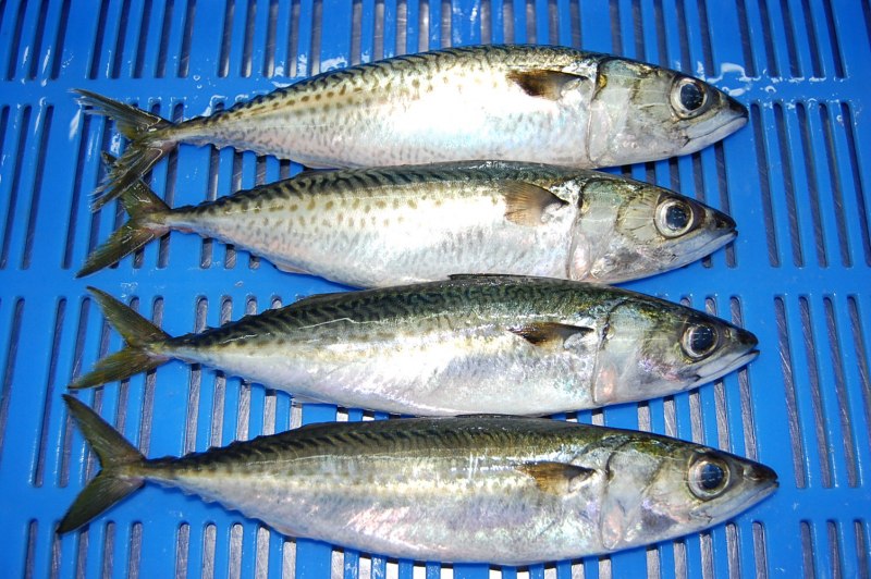 Австралийская скумбрия