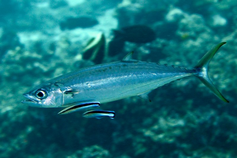 Скумбриевые Scombridae