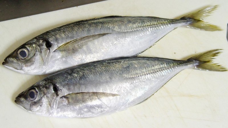 Макрели (Scomber scombrus)