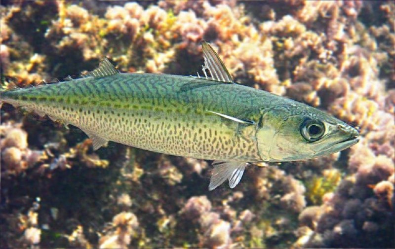 Японская скумбрия Scomber japonicus