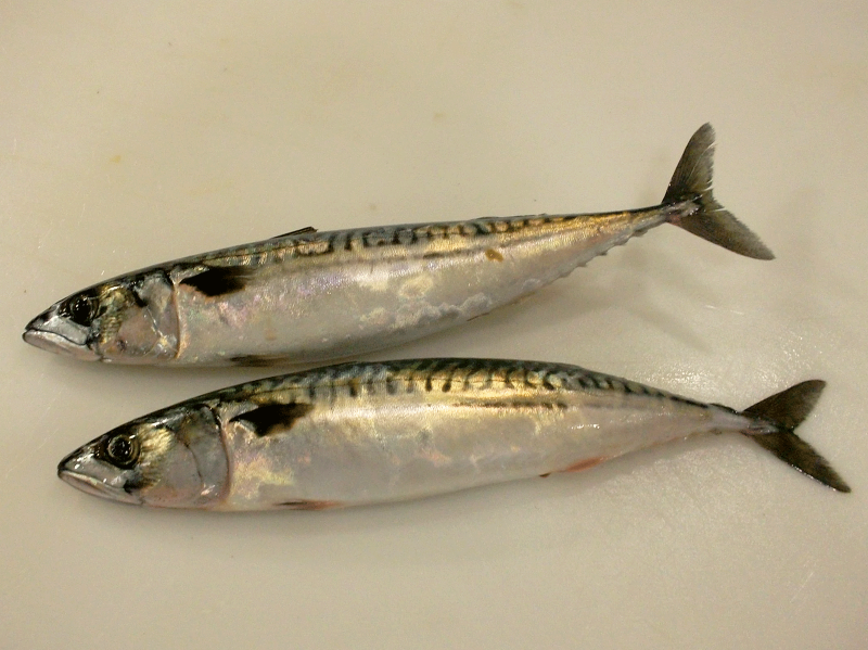 Scomberomorus maculatus