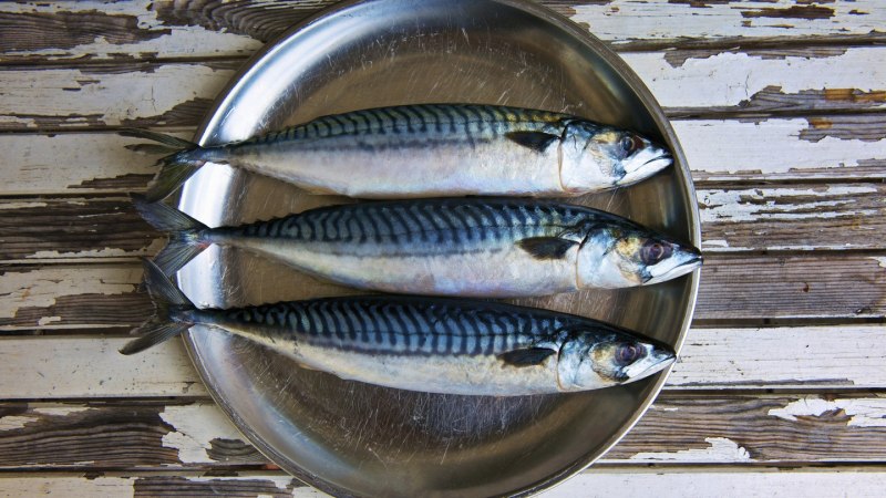 Рыба похожая на скумбрию