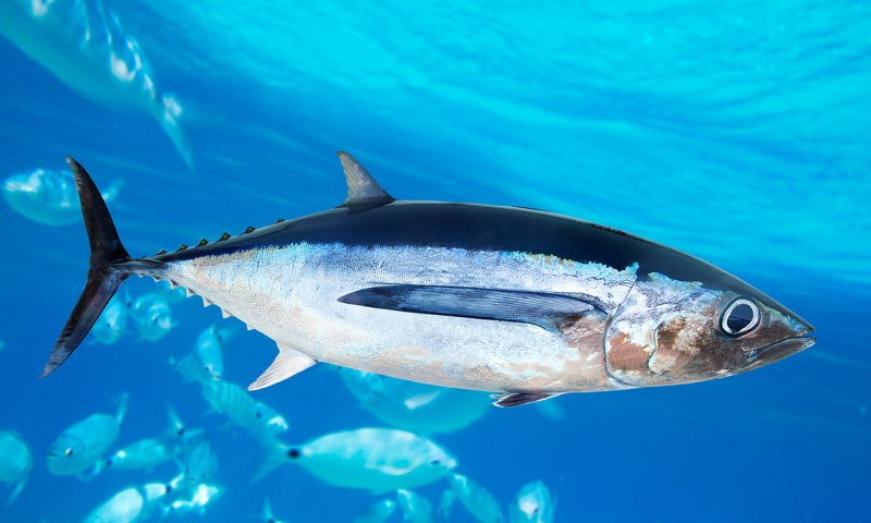 Скумбриевые Scombridae