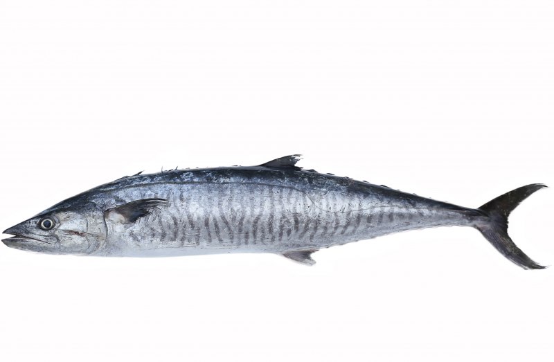 Японская скумбрия Scomber japonicus