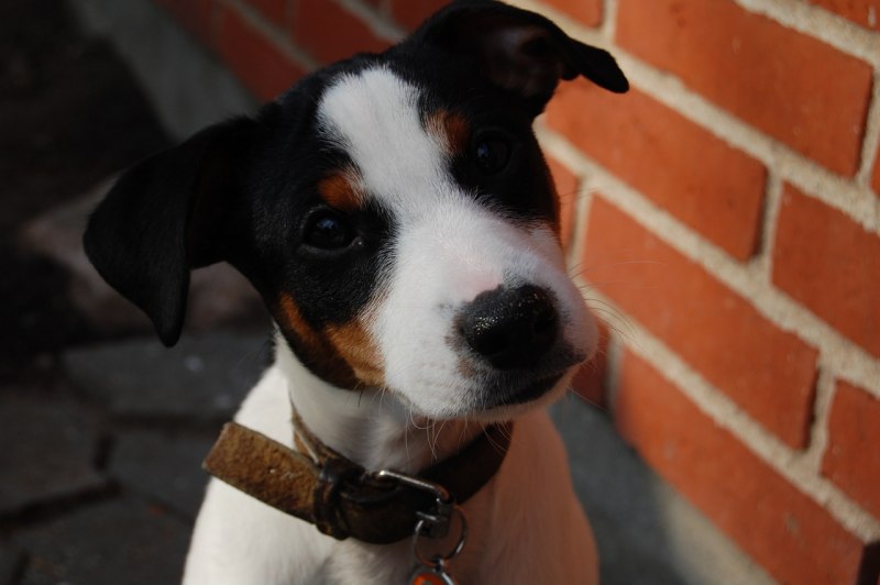Danish-Swedish farmdog