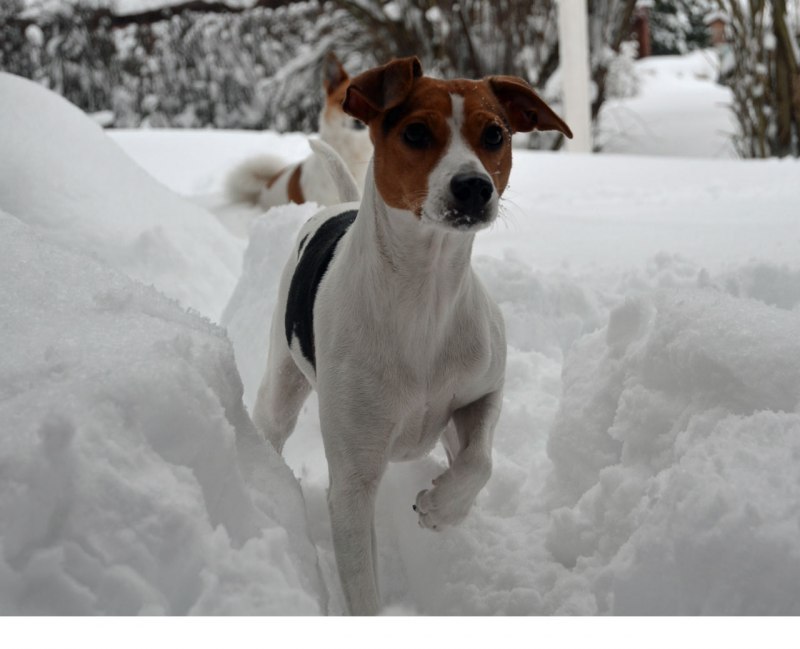 Danish-Swedish farmdog