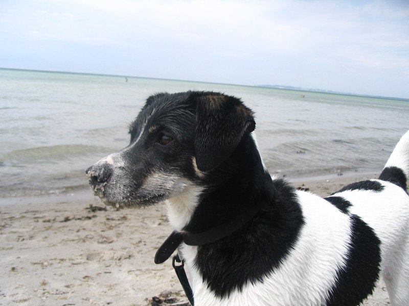 Danish Farm Dog