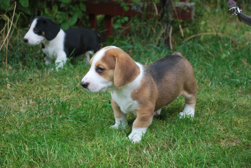 Датско-шведская фермерская собака / Danish-Swedish farmdog (356) с