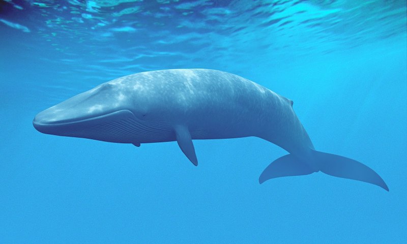 Голубой кит (68 фото)