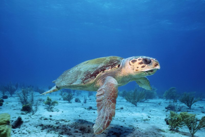 Caretta Caretta черепаха