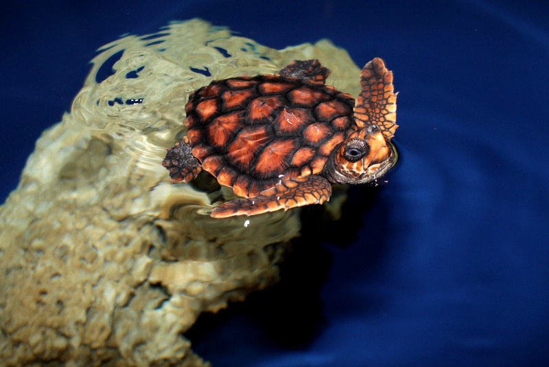 Loggerhead Turtle