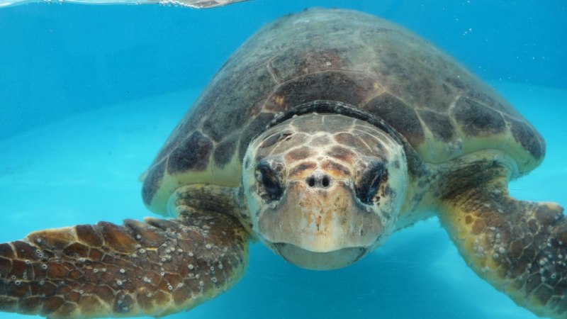 Loggerhead Turtle