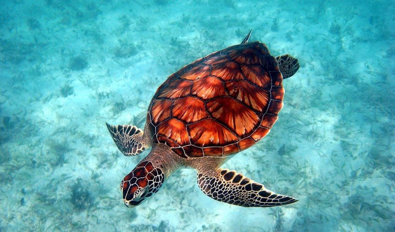 Каретта-Каретта (Caretta-Caretta) логгерхед
