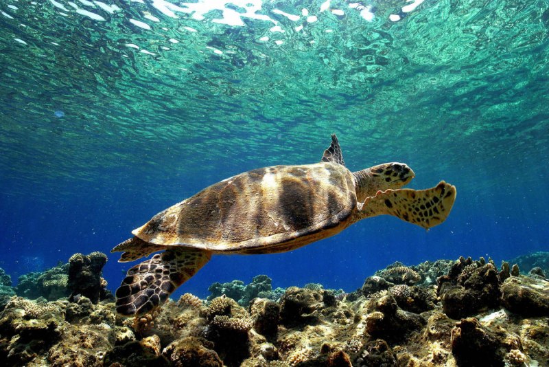 Caretta Caretta Turtle planes minutus