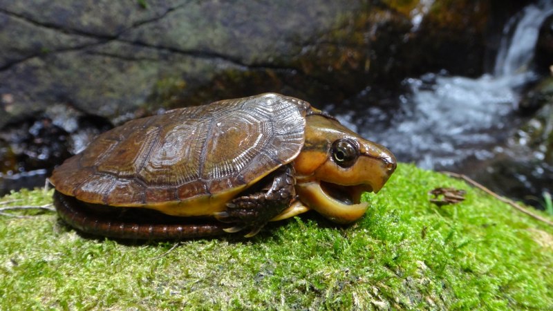 Loggerheads