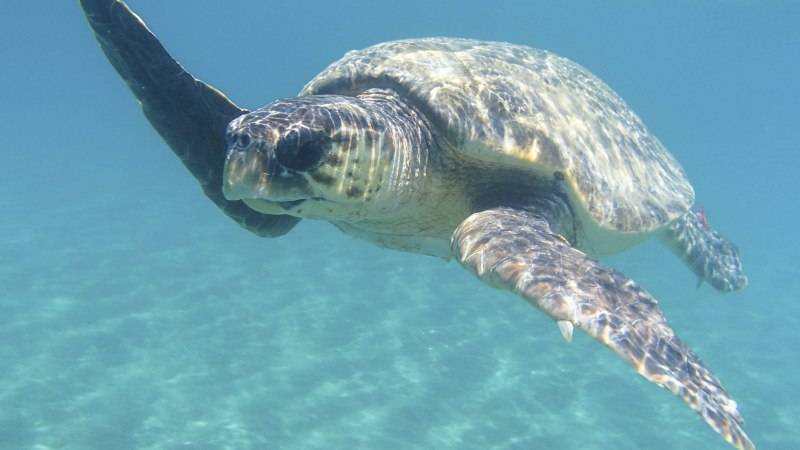 Caretta Caretta черепаха