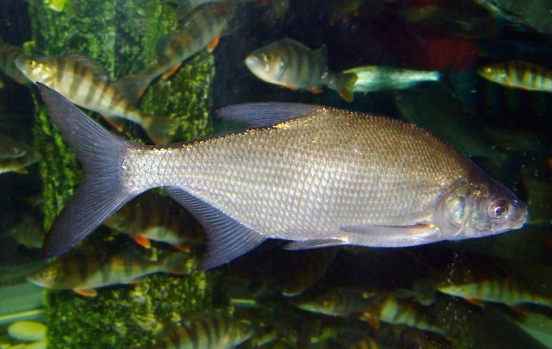 Лещ обыкновенный Abramis brama