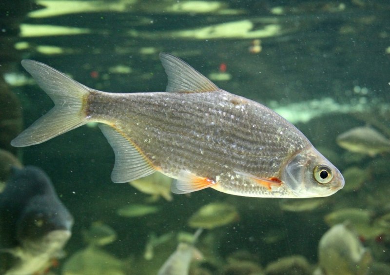 Лещ обыкновенный Abramis brama