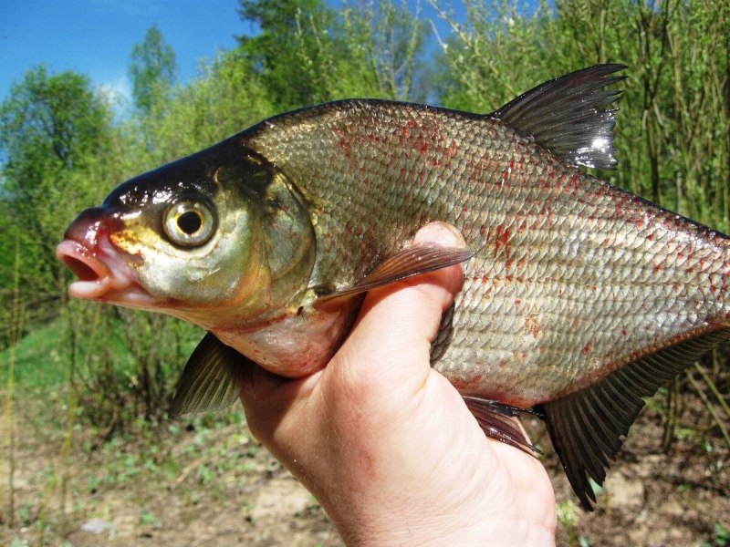 Лещ обыкновенный Abramis brama