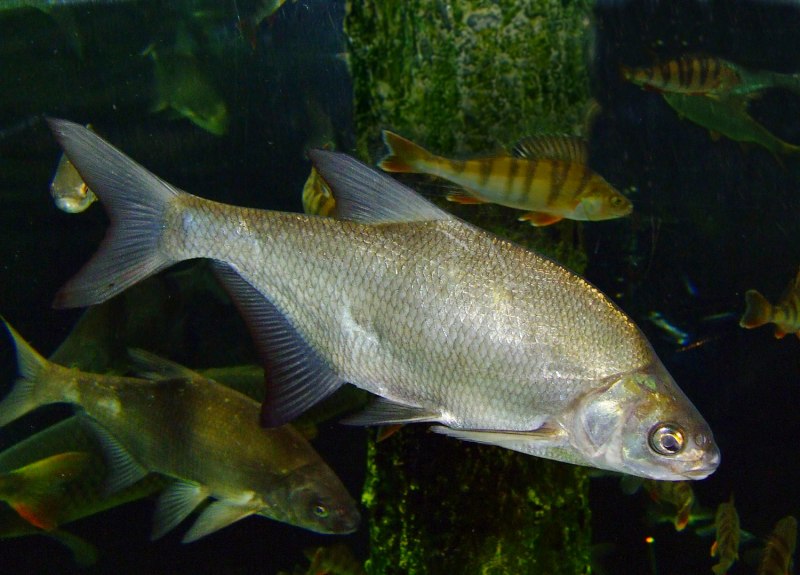 Лещ обыкновенный Abramis brama
