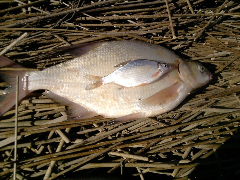 Лещ – Abramis brama