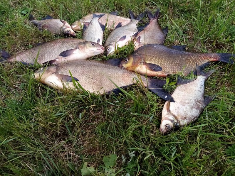 Eastern Bream (Abramis brama)