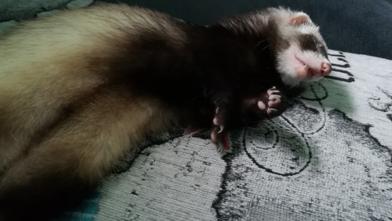 Mustela putorius furo