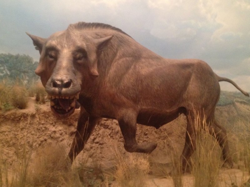 Daeodon shoshonensis
