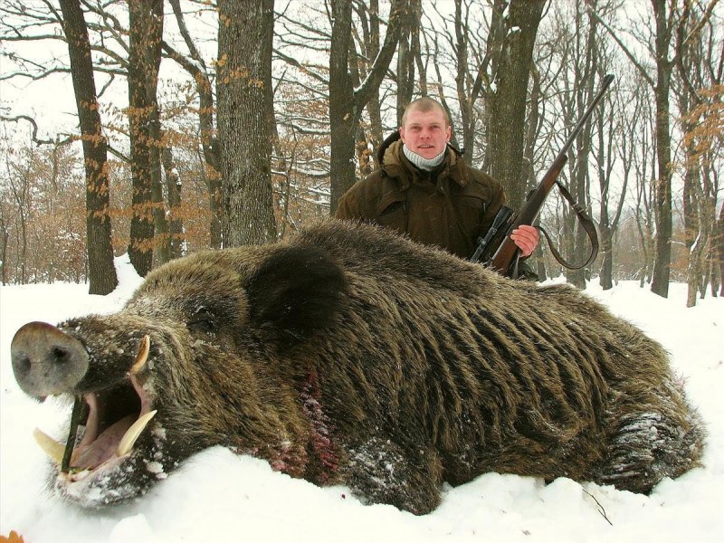 Самый большой кабан секач Вепрь