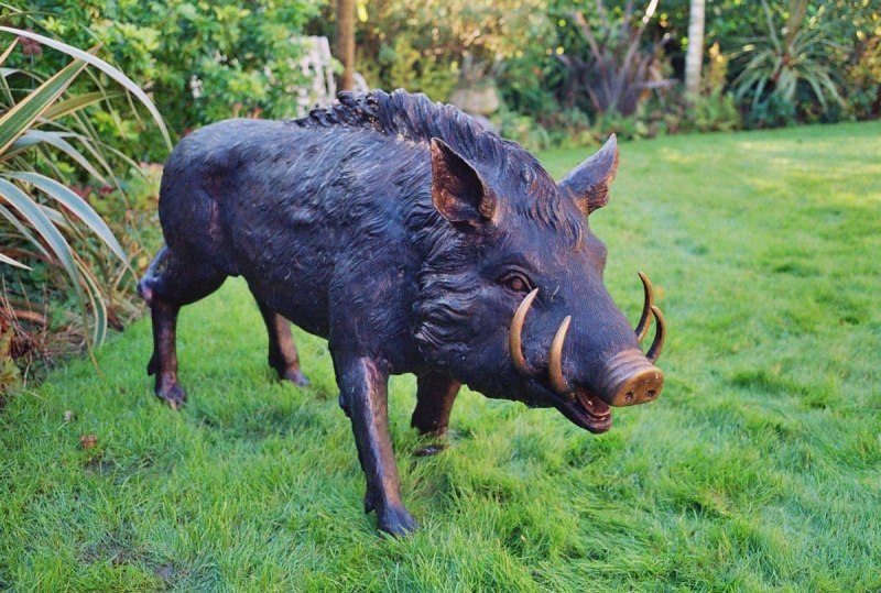 Sus scrofa Linnaeus, 1758 - кабан