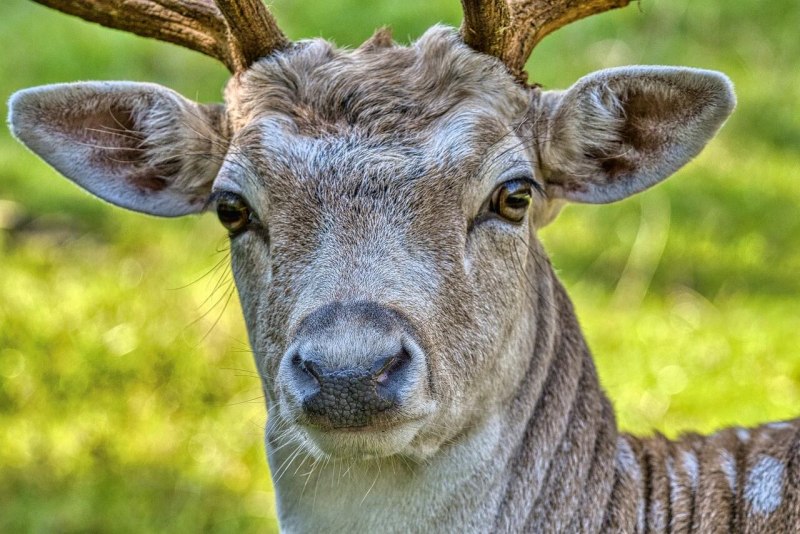 Горная Лань фото животное