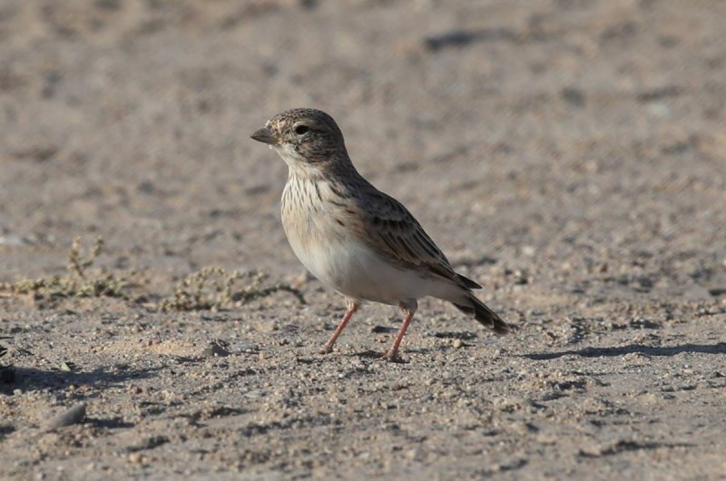 Серый Жаворонок (Calandrella rufescens)