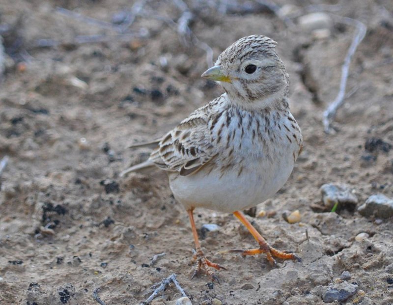 305. Серый Жаворонок (Calandrella rufescens)