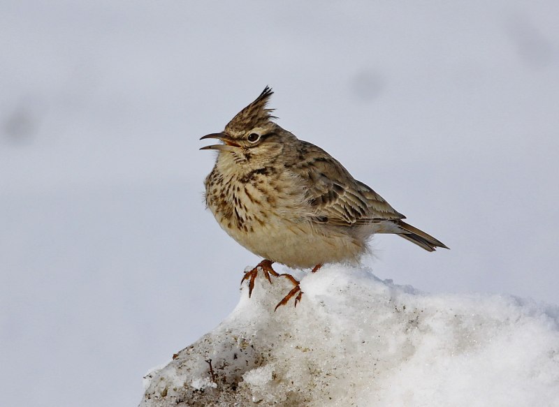 Жаворонок Lark-Bird