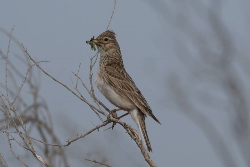 305. Серый Жаворонок (Calandrella rufescens)