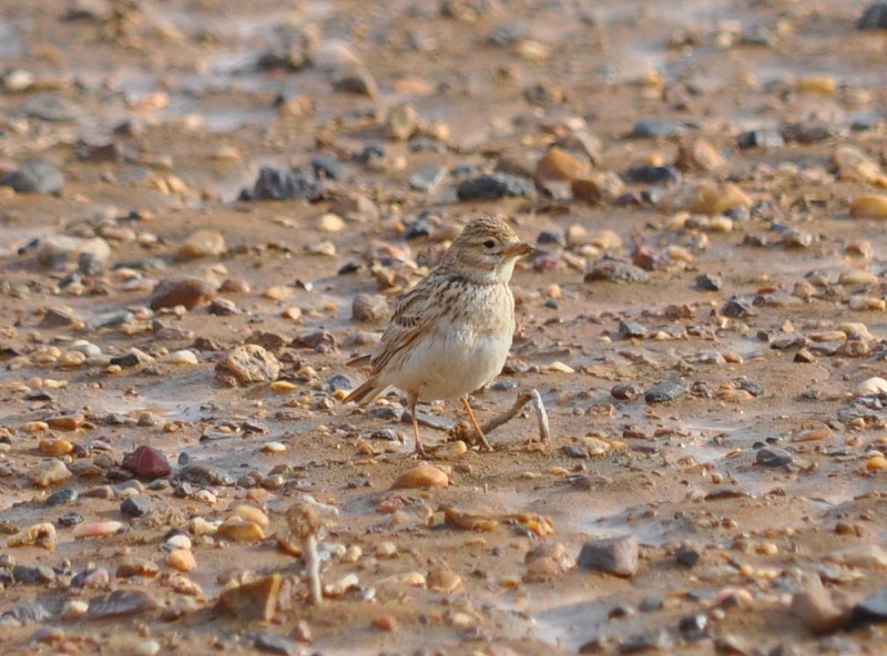 Серый Жаворонок (Calandrella rufescens)