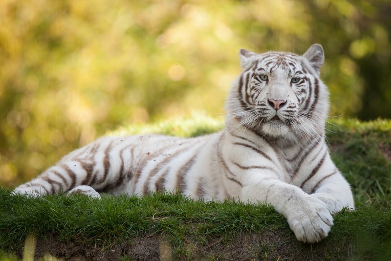 Белый тигр (64 фото)
