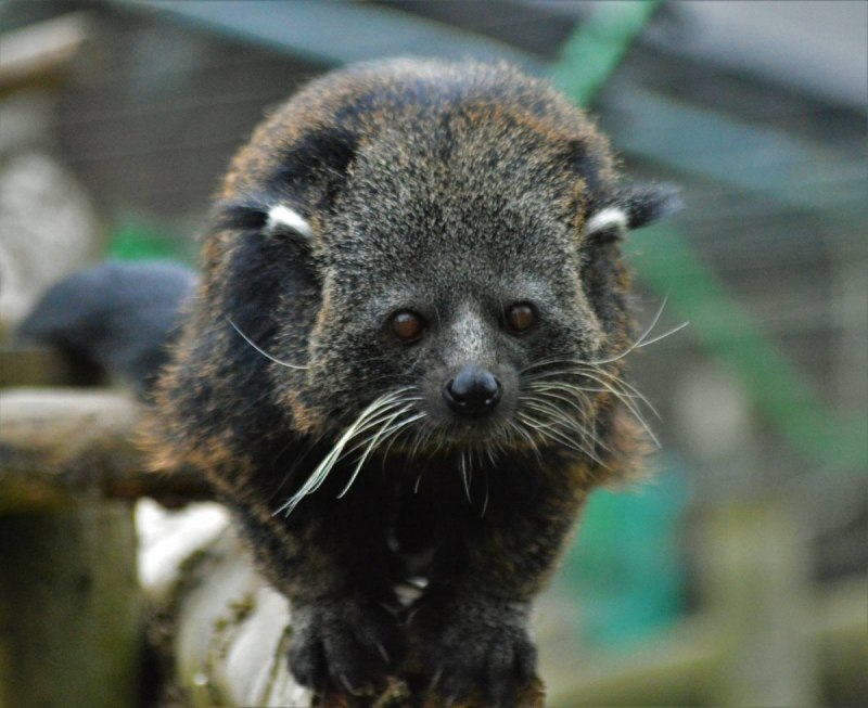 Grey Binturong