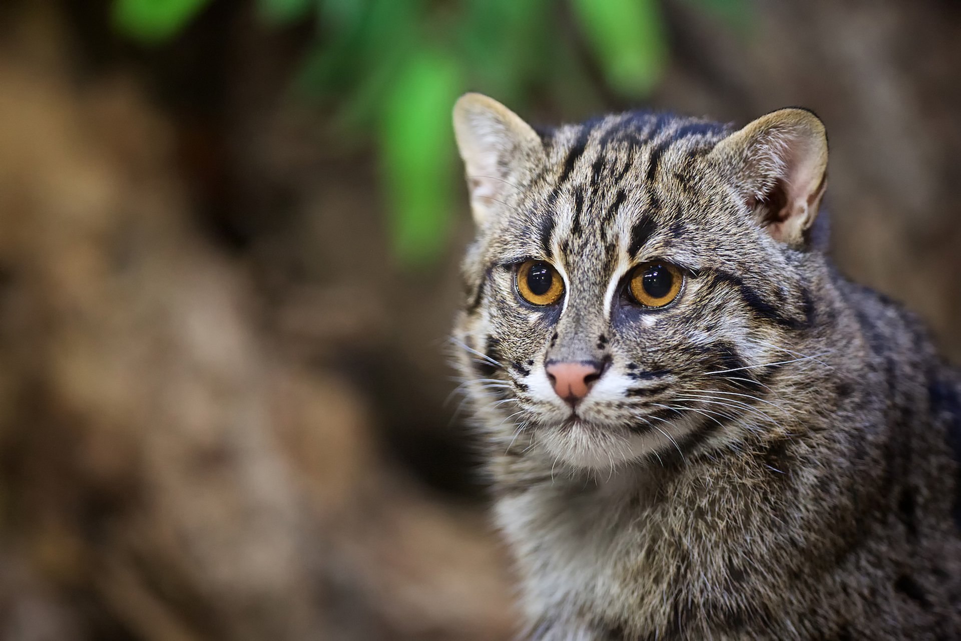 Дикие кошки котов. Виверровый кот. Лесной камышовый кот. Виверровый кот рыболов. Кошка-рыболов (крапчатая кошка).