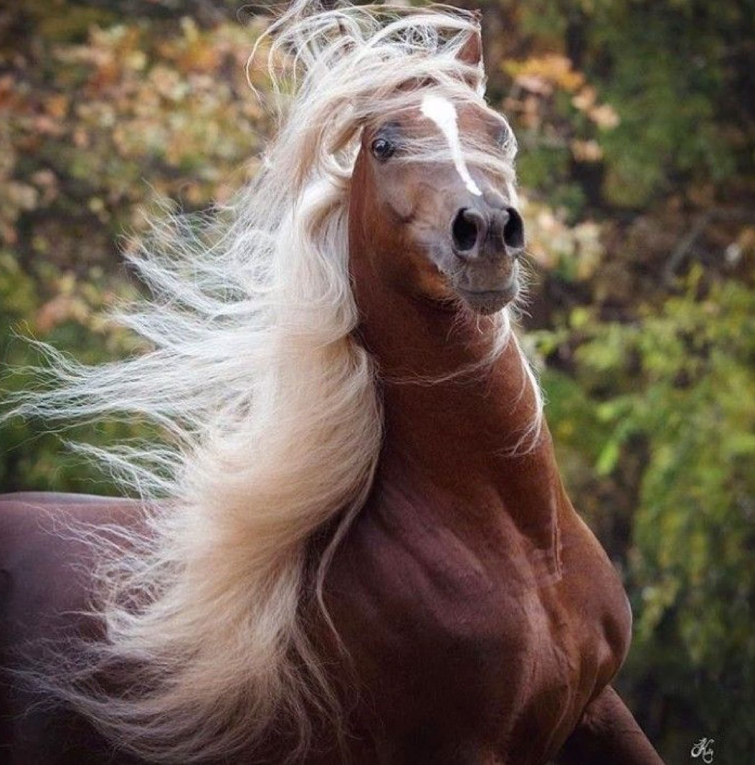 Мир лошадка. Красивые лошади. Грива лошади. Самые красивые лошади. Красивый конь.