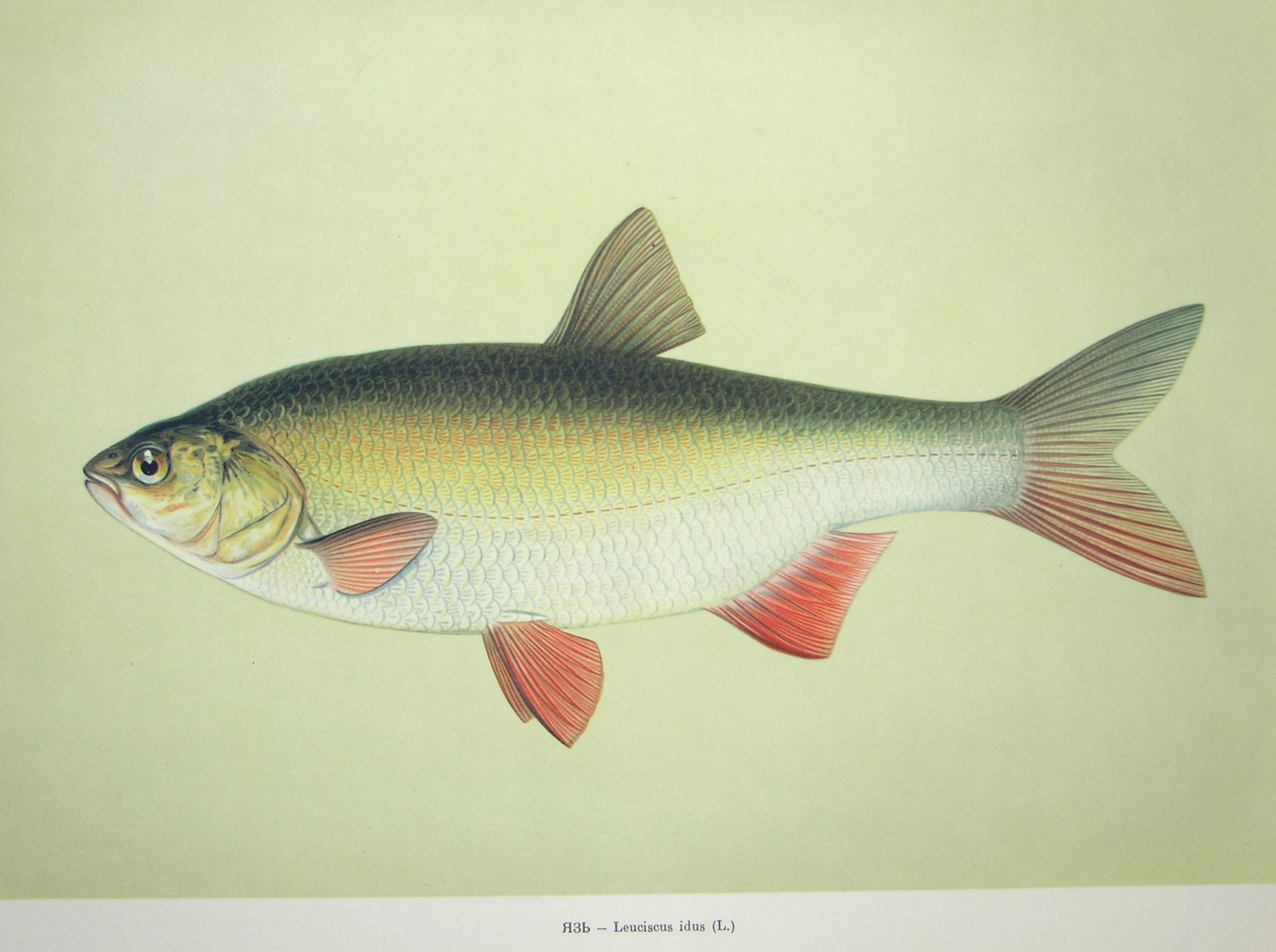 Рыба с красными плавниками речная. Язь. Язь Leuciscus idus. Leuciscus idus рыба. Язь Обской.