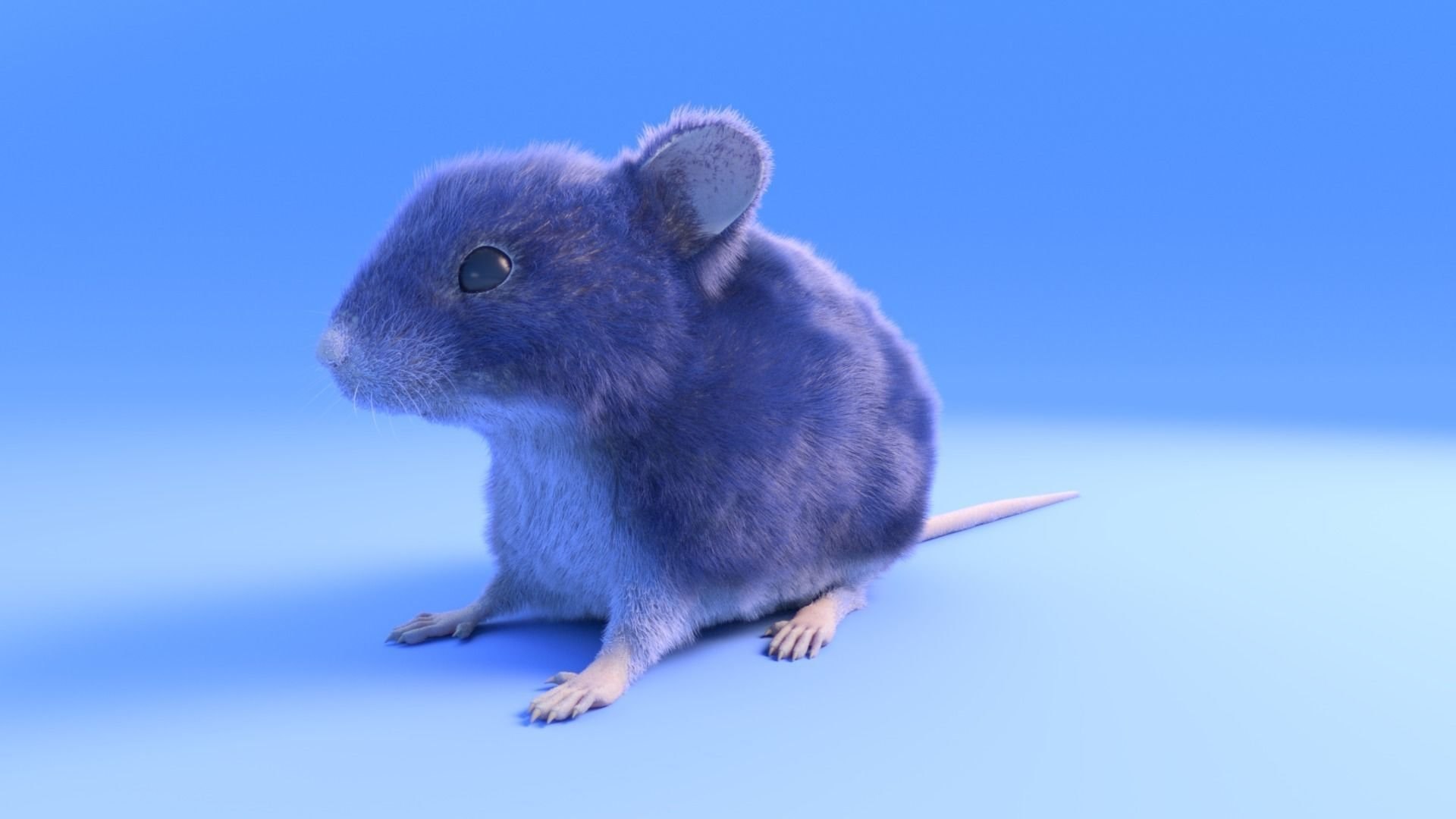 Мыши д. Крысята Дамбо голубая норка. Декоративная крыса Дамбо. Сиамские крысята Дамбо. Крыса Дамбо голубая.