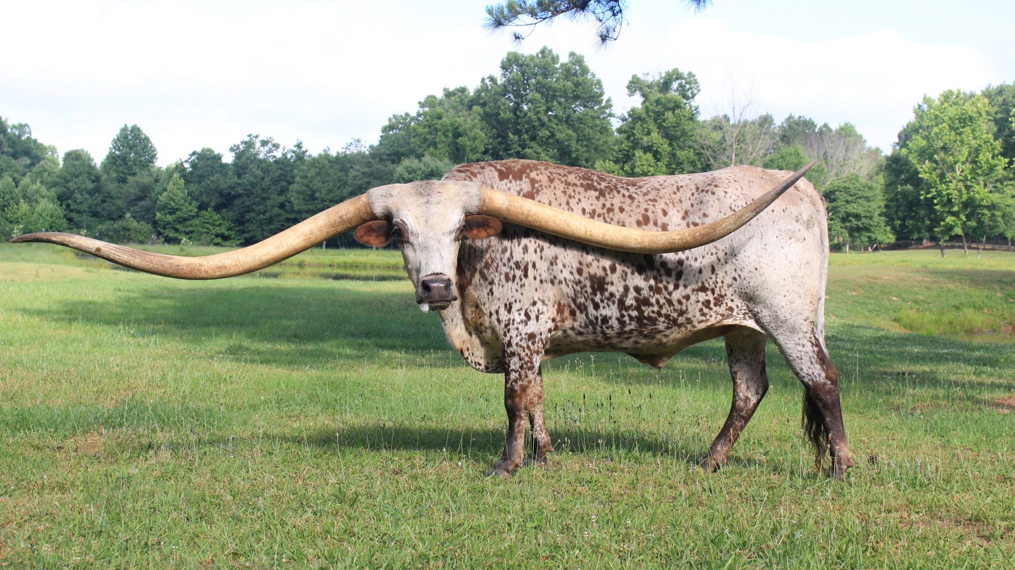 This animal is big. Техас Лонгхорнс бык. Лонгхорн бык рекордсмен. Порода коров ватусси. Техасский бык лонгхорн самые длинные рога.