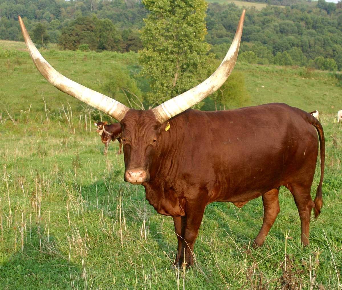 Дикий бык сканворд 4. Ватусси. Техасский лонгхорн. Африканская корова ватусси. Бык ватусси.