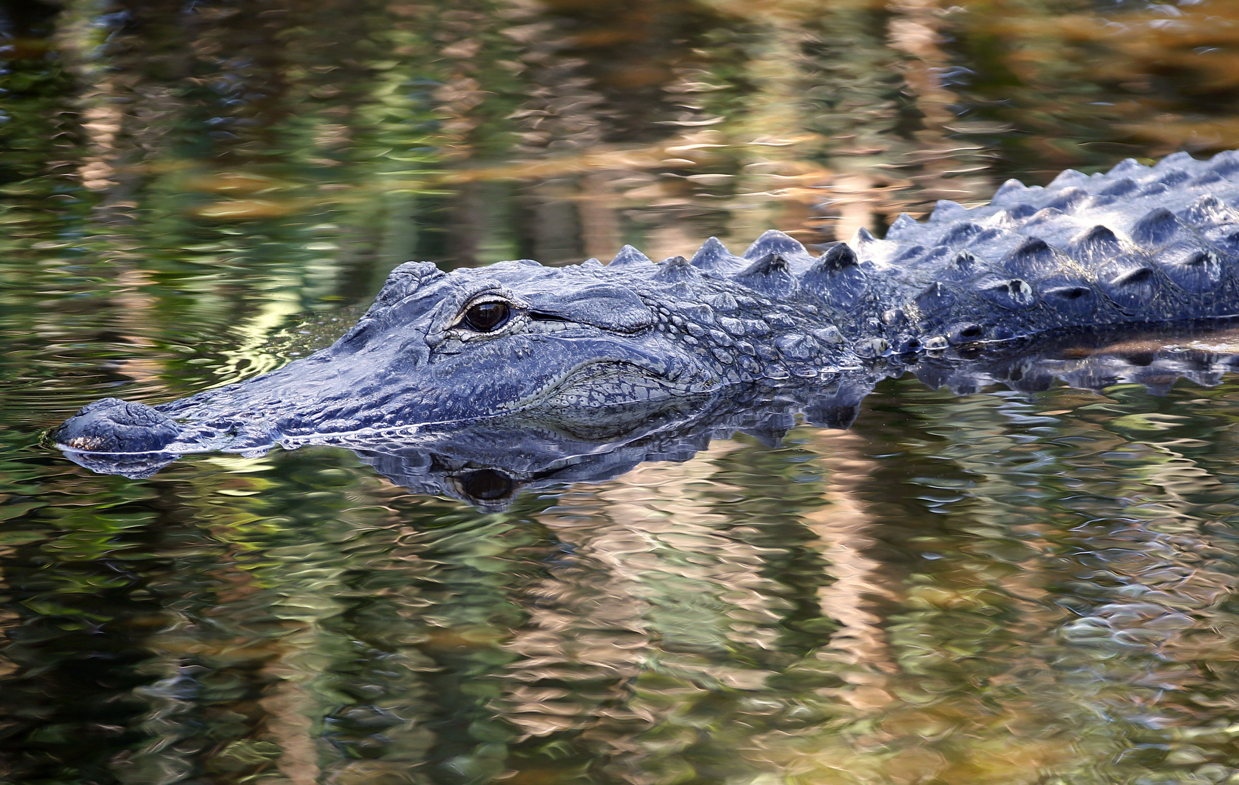 Крокодил в водоеме. Гребнистый крокодил. Река Амазонка черный Кайман. Крокодил Аллигатор Кайман. Аллигаторы кайманы.